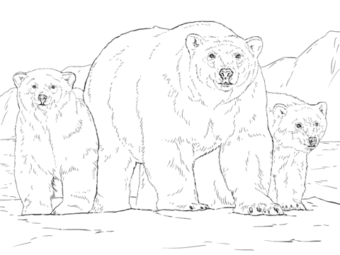 20 dessins d'ours polaire avec des oursons à colorier Super Coloring