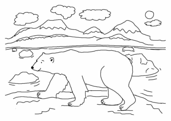 22 dessins d'ours polaires à colorier