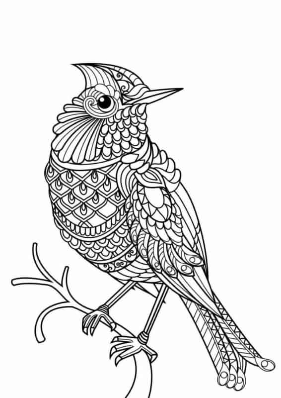 23 mandalas d'oiseaux à colorier pour Pinterest