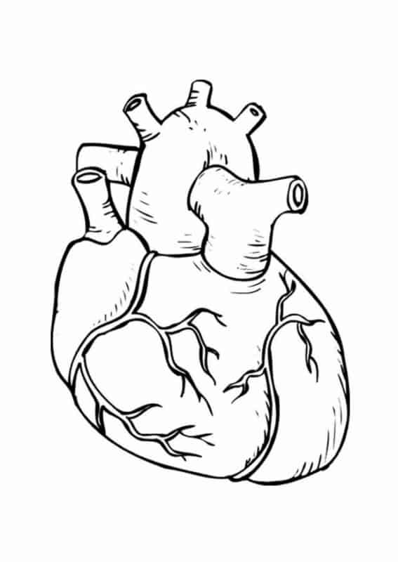 47 dessin coeur humain Pinterest