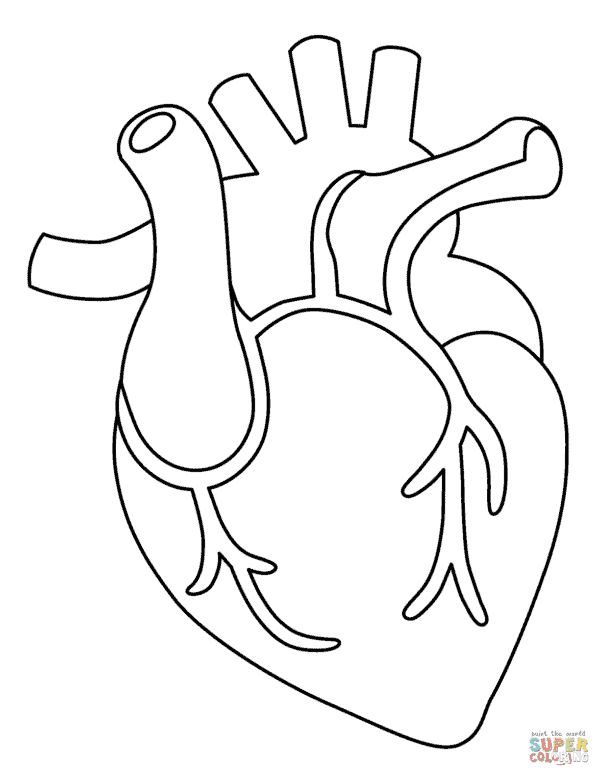44 activités cardiaques d'organes à imprimer Super Coloring