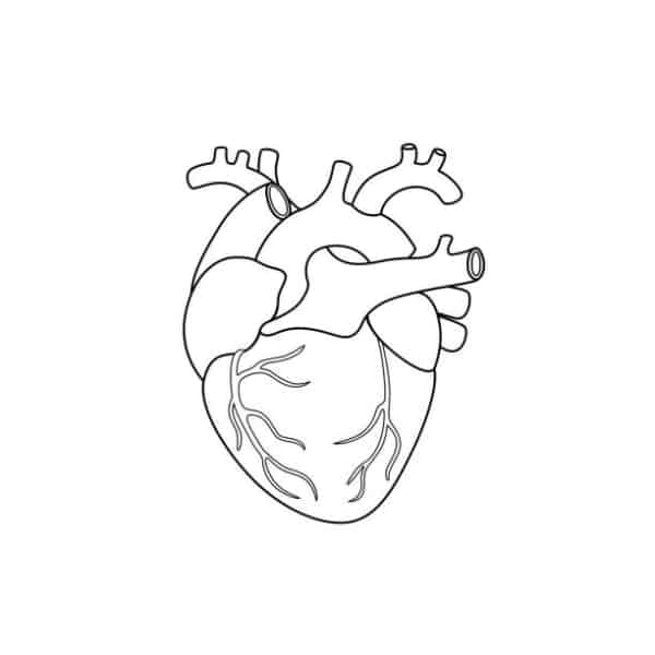 50 coeurs d'organes à imprimer et colorier iStock
