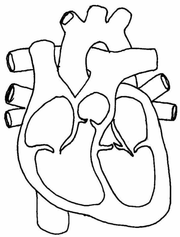 51 dessin coeur humain Pinterest