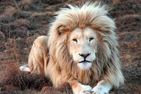 lion bel animal