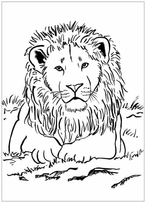 joli lion à colorier