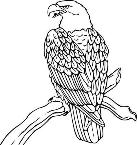 coloriage aigle sur branche