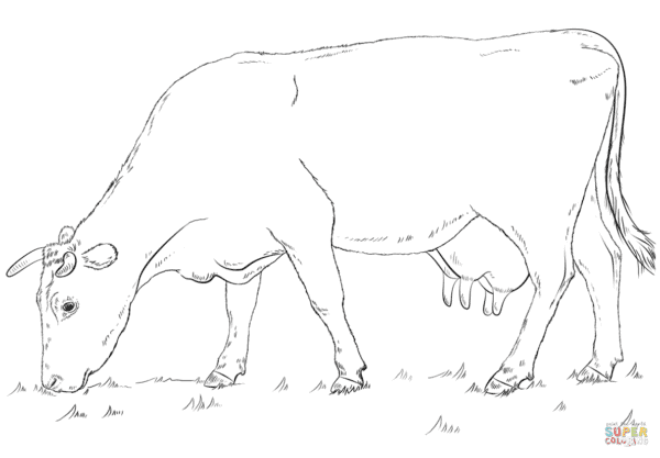 4 dessins de vache au pâturage à colorier Super Coloring