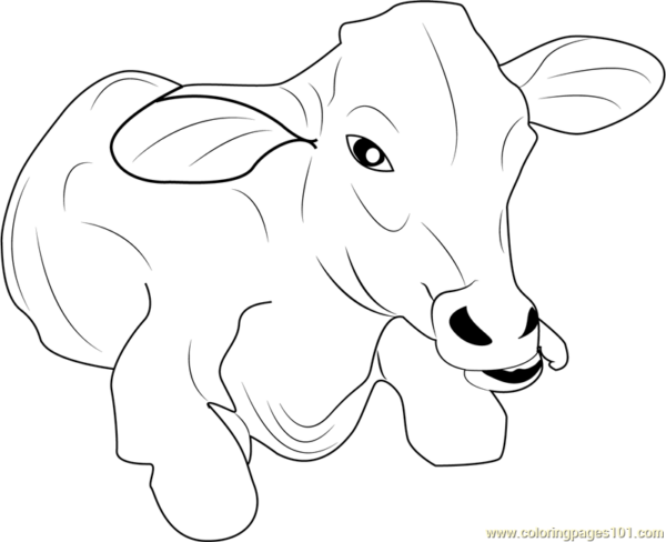 9 activités pour peindre une vache Coloriages101