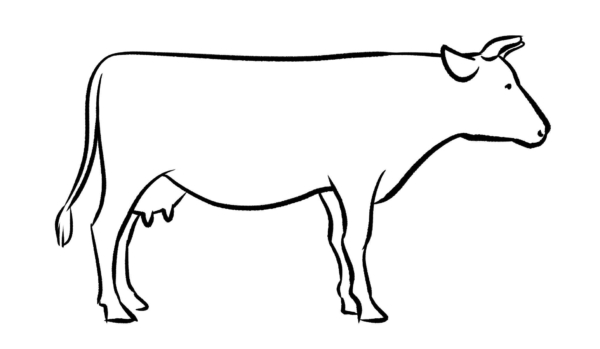 11 dessin de vache à colorier Pinterest