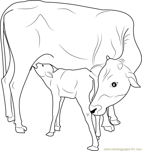17 coloriages vache et veau
