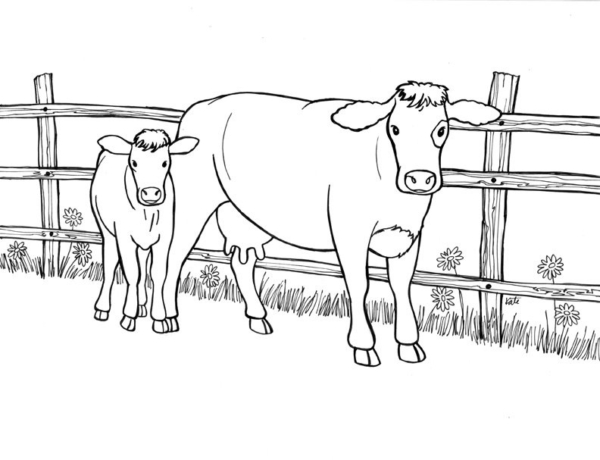 16 dessins de vache avec veau à colorier Coloriages à imprimer