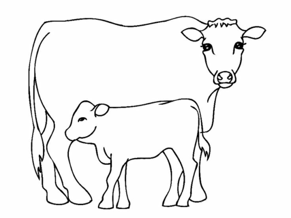 19 activités de peinture vache et veau Pinterest