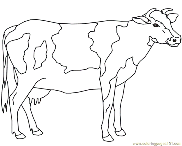 34 activité de coloriage vache pie Coloriages101